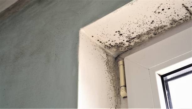 Best Commercial Mold Inspection  in Mount Hope, NJ