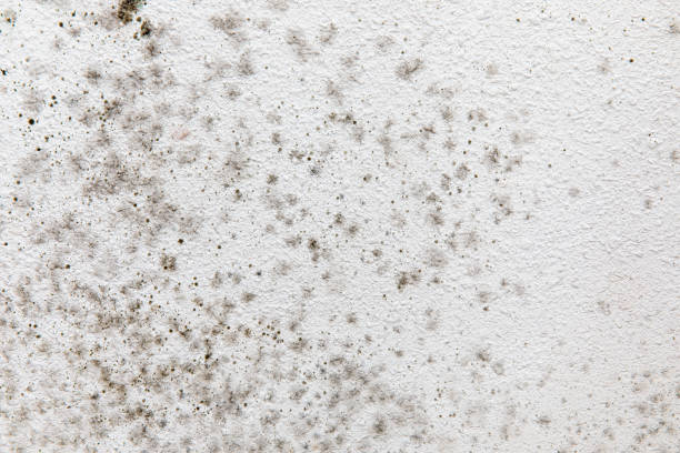 Best Mold Documentation for Insurance Claims  in Mount Hope, NJ