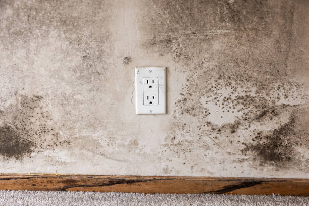 Environmental Consulting for Mold Prevention in Mount Hope, NJ
